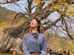 -千年银杏谷文化旅游区