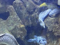 -芜湖新华联大白鲸海洋公园