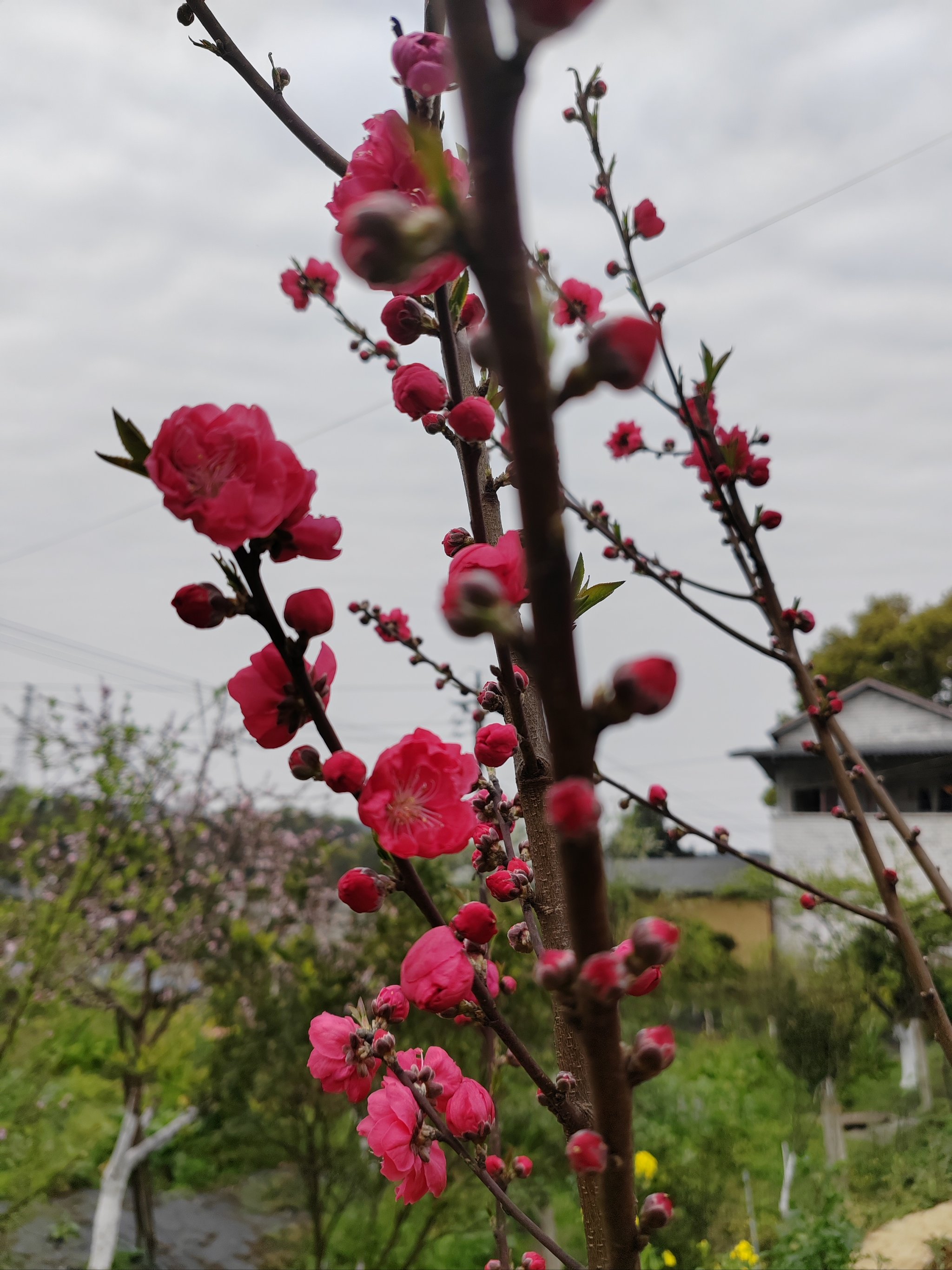 歌乐山桃花谷图片