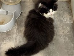 -楼上猫咖(罗湖店)