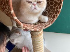 -飞行喵MR PILOT|猫舍·猫咖(静安大融城店)