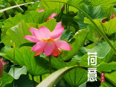 -香山公园