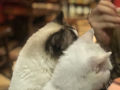-猫色咖啡·猫咖