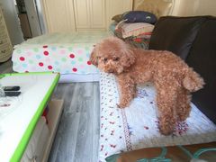 -PETKIT小佩宠物(古北店)