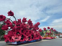 -荷兰花海