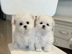 -萌宠之家·腊肠犬·马尔泰·小体犬舍