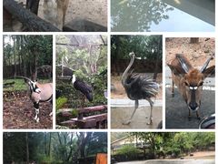 -清迈夜间动物园