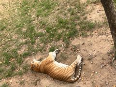 -西霞口神雕山野生动物世界
