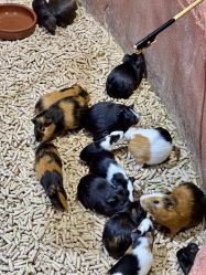 -Zoolung Zoolung动物主题公园(海信广场店)