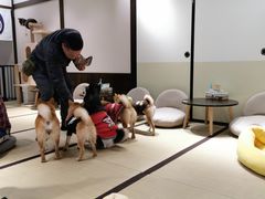 -逗柴咖啡屋·狗咖猫咖宠物桌游
