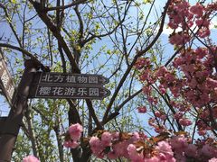 -莱阳濯村樱花园