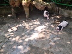 -杭州野生动物世界