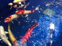 -中环花鸟鱼虫市场