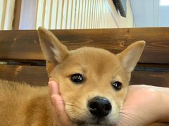 -柴源莊·柴小宠柴犬咖啡