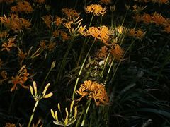 -杭州植物园