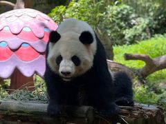 -广州长隆野生动物世界