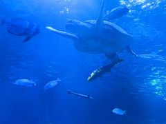 -太平洋海底世界