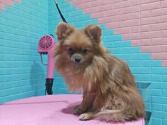 -百好乐宠物友好餐厅(朝外大街店)