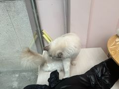 -猫咪派对(江南西店)