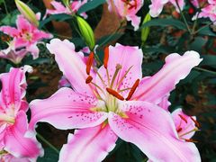 -郑州中国绿化博览园