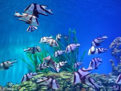 -上海海昌海洋公园-停车场