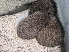 -momokira米努特·德文卷毛猫·棉花面纱犬