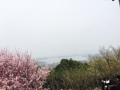 -香雪海