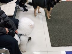 -申普宠物医院·心脏介入·心血管微创(总院)