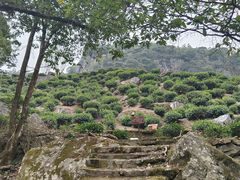 -石台牯牛降景区