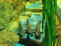 -锦艺城海洋馆