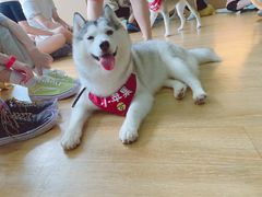 -Husky Go! 哈士奇体验馆·宠物咖啡厅狗咖