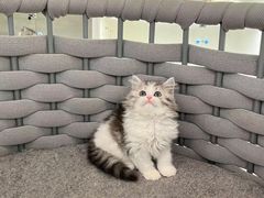 -lincat·猫舍(广州店)