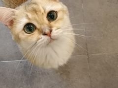 -飞行喵MR PILOT|猫舍·猫咖(静安大融城店)