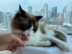 -Catmate·猫肥家润(金润铂宫店)