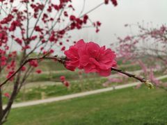 -洨河生态公园