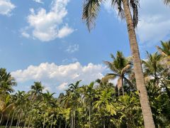 -中国科学院西双版纳热带植物园
