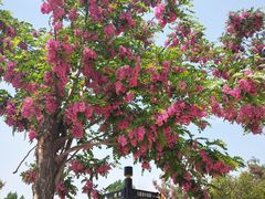 -古柏渡飞黄旅游区