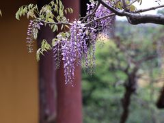 -龙华寺