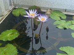 -天坛大佛