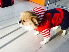 -瑞派福兴宠物医院犬猫全科·骨科·中西医结合(河东店)