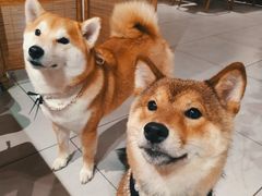 -柴务处·柴犬主题狗咖