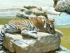 -栾川竹海野生动物园