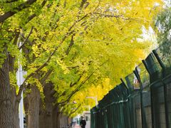 -三里屯东五街银杏大道