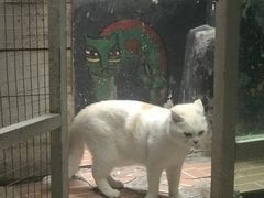 -猫咪博物馆(顶澳仔猫街店)