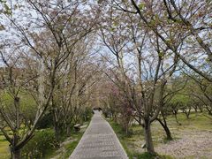 -香雪海