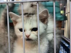 -曲阳花鸟市场(曲阳路店)