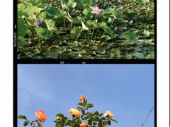 -绿堤公园