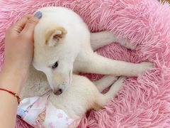 -柴犬小屋·柴餐厅·狗咖食堂(金鼎广场店)