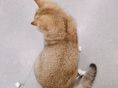 -飞行喵MR PILOT|猫舍·猫咖(静安大融城店)