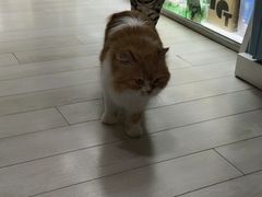 -喵的天空名猫咖啡馆·撸猫·猫舍·用品